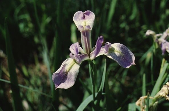 Full Form - Iris virginica: Blue flag, blue flag iris.