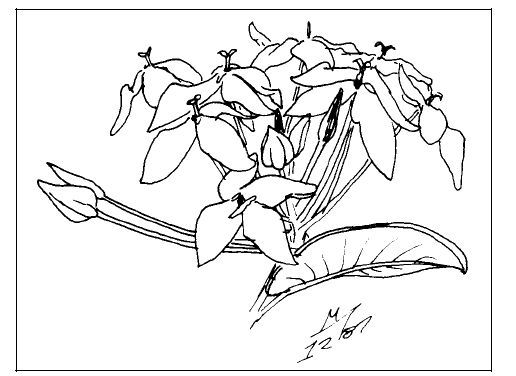 Figure 3. Flower of Ixora