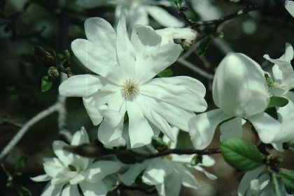Full Form—Magnolia kobus var. stellata 'Green Star': 'Green Star' star magnolia.