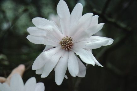 Flower - Magnolia kobus var. stellata 'Waterlily': 'Waterlily' Star Magnolia