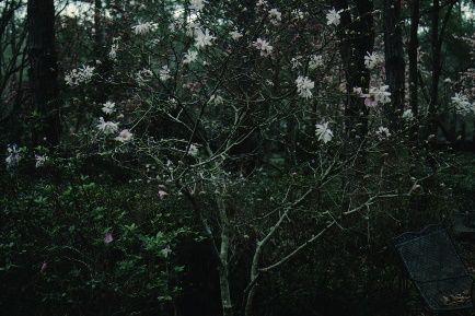 Full Form - Magnolia kobus var. stellata 'Waterlily': 'Waterlily' Star Magnolia