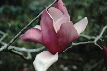 Flower - Magnolia x 'Royal Crown': 'Royal Crown' Magnolia