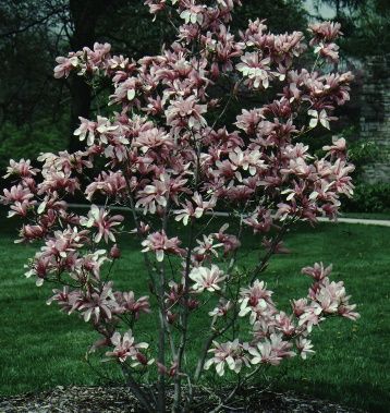 Full Form - Magnolia x soulangiana 'Lennei': 'Lennei' saucer magnolia.