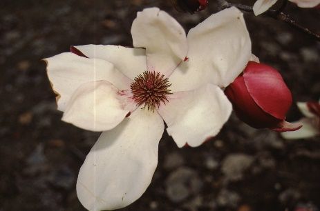 Flower - Magnolia x soulangiana 'Picture': 'Picture' Saucer Magnolia