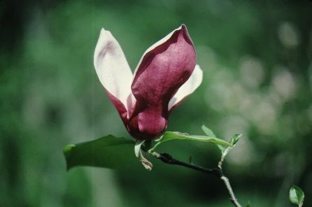Flower - Magnolia x soulangiana 'Purple Prince': 'Purple Prince' Saucer Magnolia