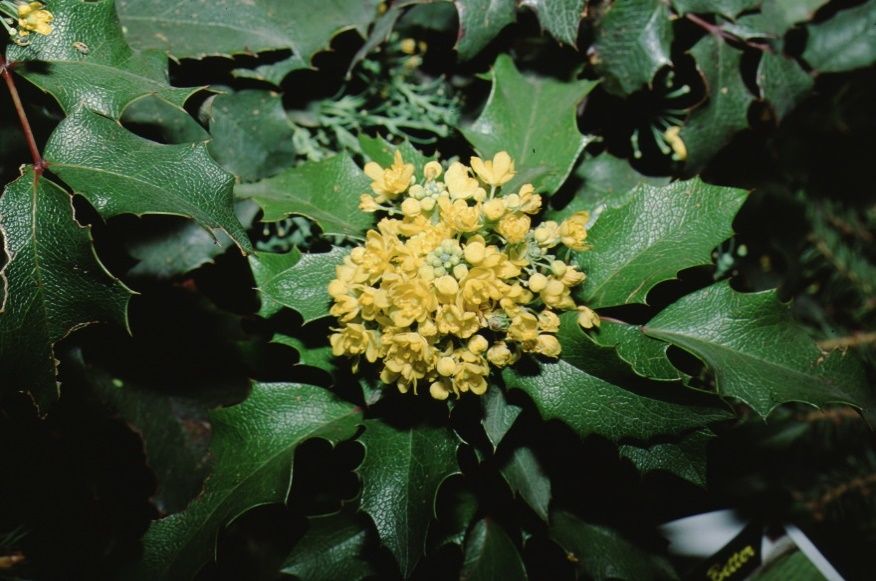 Flower - Mahonia aquifolium: Oregon Grapeholly