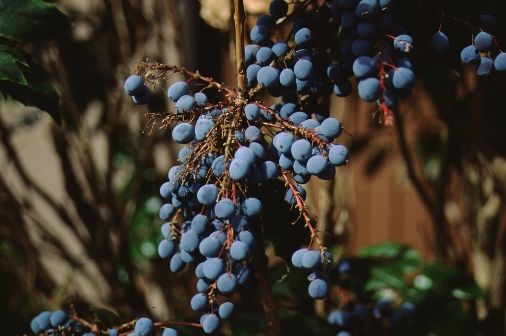 Fruit - Mahonia aquifolium: Oregon Grapeholly
