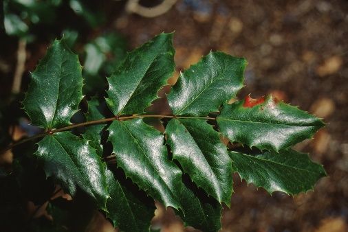 Leaf - Mahonia aquifolium: Oregon Grapeholly