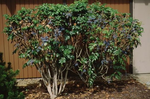Full Form - Mahonia aquifolium: Oregon Grapeholly