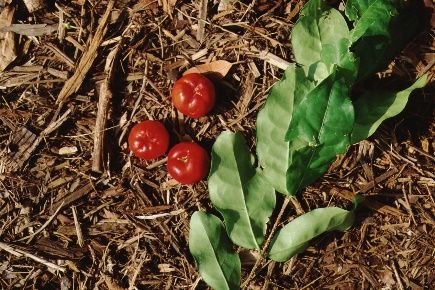 Leaf and Fruit - Malpighia glabra: Barbados Cherry, Wild Crapemyrtle