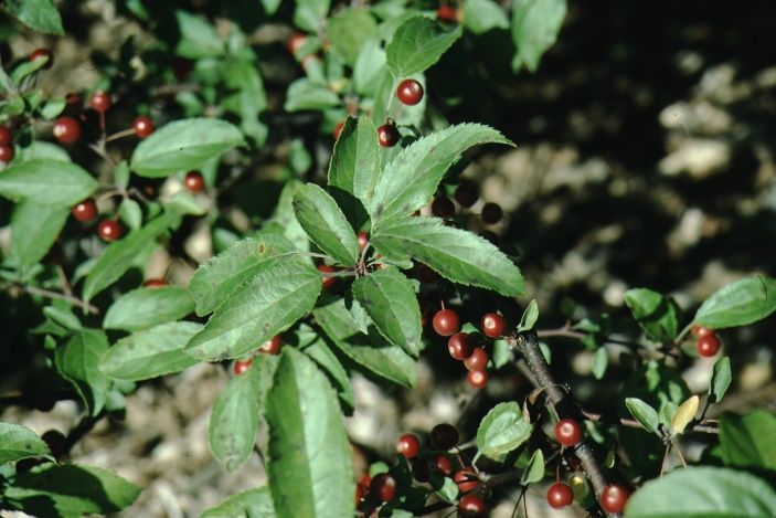 Leaf - Malus x 'Jewelberry': Jewelberry Crabapple