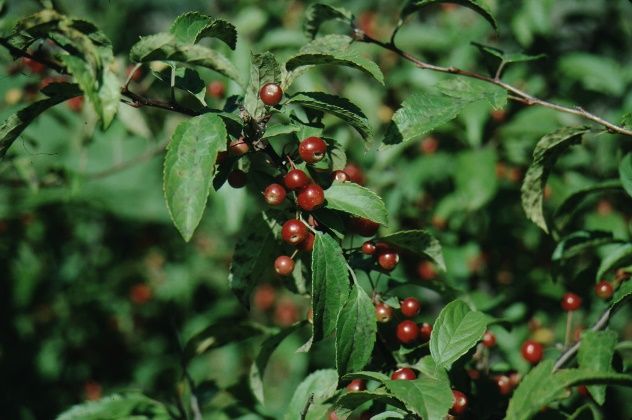 Fruit - Malus x 'Jewelberry': Jewelberry Crabapple