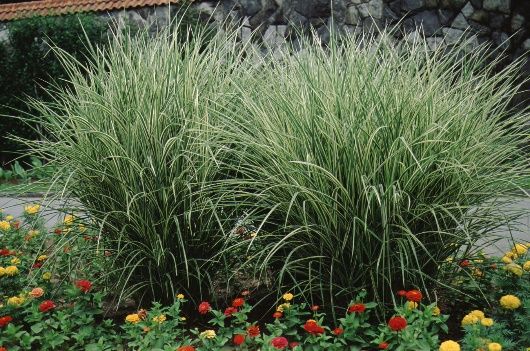 Full Form - Miscanthus sinensis: Maiden Grass
