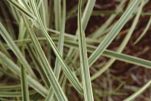 Leaf - Miscanthus sinensis: Maiden Grass