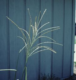 Flower - Miscanthus sinensis: Maiden Grass