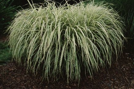 Full Form - Miscanthus sinensis 'Variegatus': Variegated Japanese Silver Grass