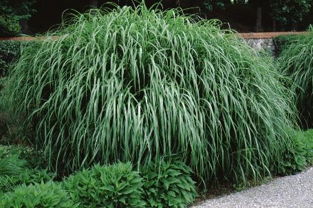 Full Form - Miscanthus sinensis 'Zebrinus': 'Zebrinus' Japanese Silver Grass