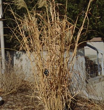 Full Form, Fall Color - Miscanthus sinensis 'Zebrinus': 'Zebrinus' Japanese Silver Grass