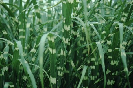 Leaf - Miscanthus sinensis 'Zebrinus': 'Zebrinus' Japanese Silver Grass