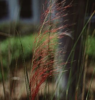 Flower - Muhlenbergia capillaris: Muhly Grass