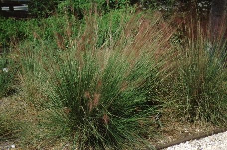 Full Form - Muhlenbergia capillaris: Muhly Grass