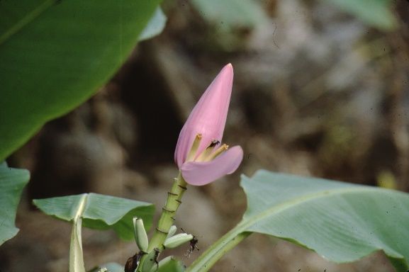 Flower - Musa rosa: Banana