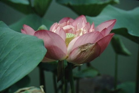 Flower - Nelumbo nucifera: Lotus, Sacred Lotus