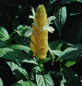 Flower - Pachystachys lutea: Golden Shrimp Plant