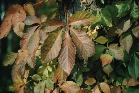 Leaf - Parthenocissus quinquefolia: Virginia Creeper
