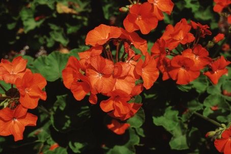 Flower - Pelargonium x hortorum 'Orange Appeal': 'Orange Appeal' Geranium