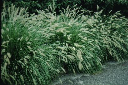 Full Form - Pennisetum alopecuroides 'Hameln': Dwarf Fountain Grass, Australian Fountain Grass