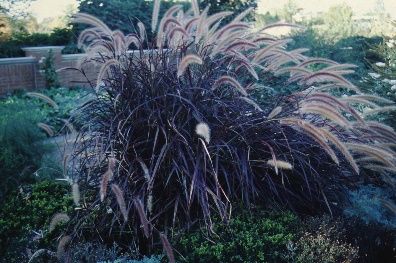Full Form - Pennisetum setaceum 'Rubrum': Purple Fountain Grass