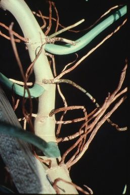 Bark - Philodendron bipennifolium: Horsehead Philodendron