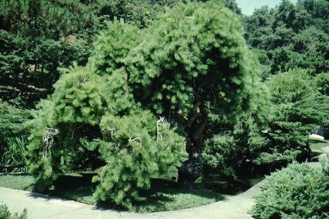 Full Form - Pinus densiflora 'Pendula': Weeping Japanese Red Pine