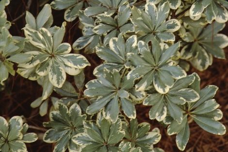 Leaf - Pittosporum tobira 'Variegata': Variegated Pittosporum