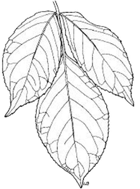 Figure 3. Foliage of balfour aralia