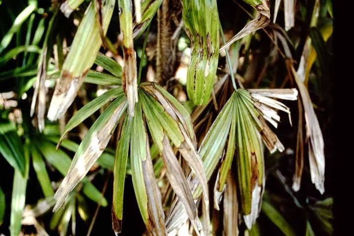Figure 3. Potassium-deficient older leaves of lady palm.