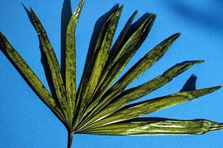 Figure 5. Mildly iron-deficient new leaf of lady palm showing diffuse dark green blotches on otherwise greenish yellow leaf.