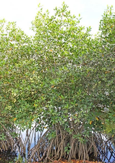 Figure 1. Full Form—Rhizophora mangle: red mangrove
