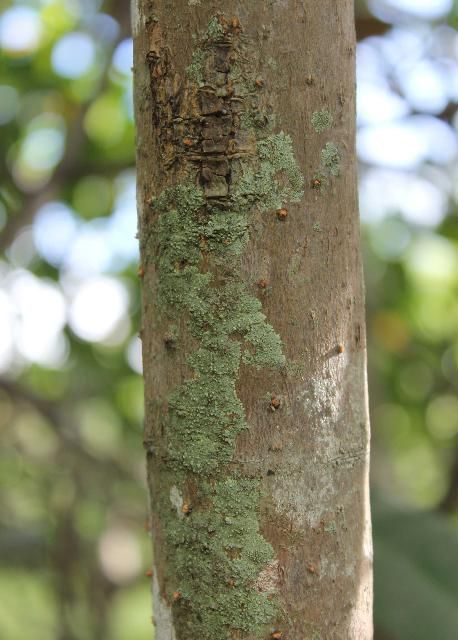 Figure 7. Bark—Rhizophora mangle: red mangrove