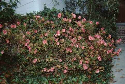 Full Form - Rhododendron x 'Fashion': 'Fashion' Azalea