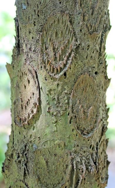 Figure 5. Bark—Sphaeropteris cooperi: Australian tree fern