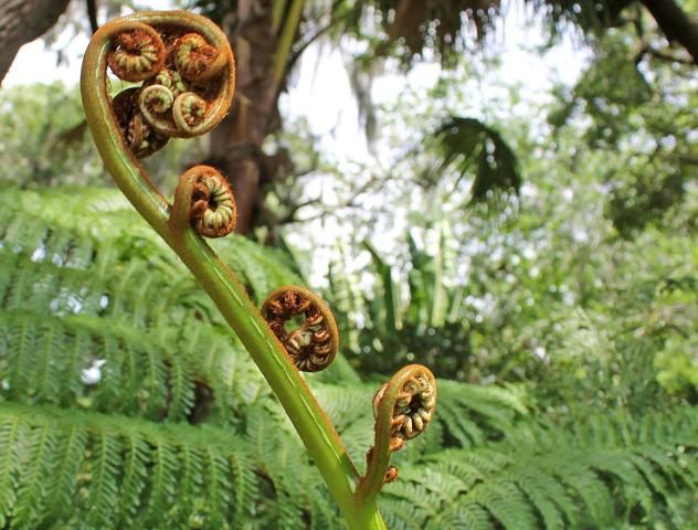 Figure 4. Fiddlehead—Sphaeropteris cooperi: Australian tree fern