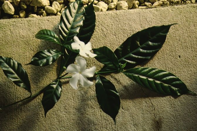 Full Form - Tabernaemontana divaricata crepe jasmine, pinwheel flower.