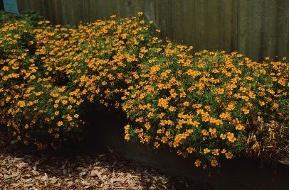 Full Form - Tagetes tenuifolia: Signet, signet marigold.