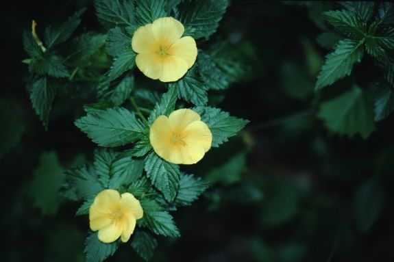 Full Form - Turnera ulmifolia: Yellow alder, yellow elder, ramgoat dashalong.