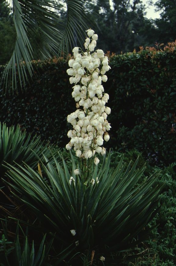 Full Form - Yucca aloifolia: Spanish bayonet.