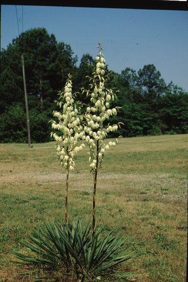 Flower - Yucca filamentosa: Adam's needle.