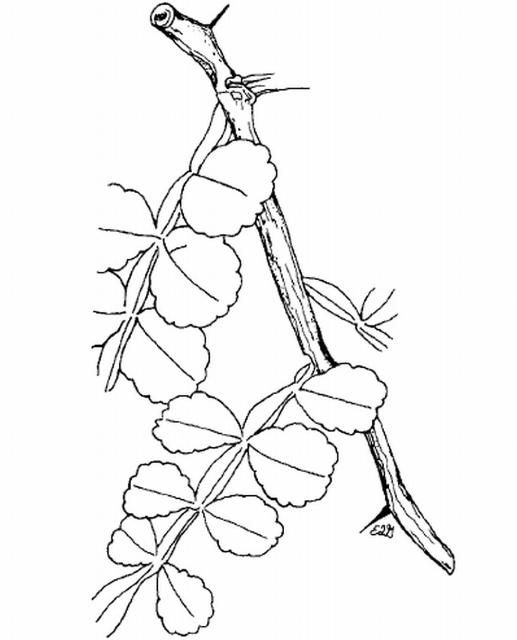 Figure 1. Wild lime
