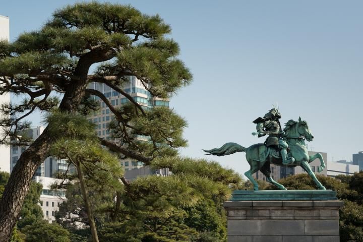 Figure 9. A Japanese black pine (Pinus thunbergii) in the Kokyo-Gaien National Garden in Tokyo, Japan. The garden is just outside the Imperial Palace and features over 2,000 Japanese black pines.